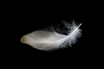 Duck feather