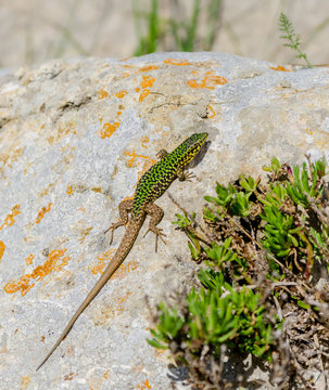Cominotto Maltese wall lizard
