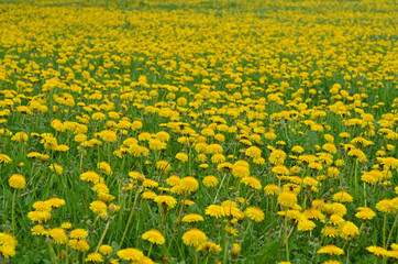 Fototapeta premium Löwenzahn