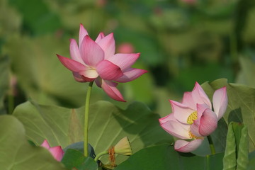 Obraz premium Lotus flower and Lotus flower plants