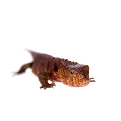 The chinese crocodile lizard on white