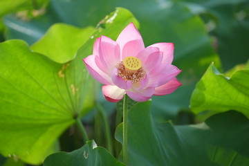Lotus flower and Lotus flower plants
