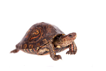 The Painted wood turtle on white