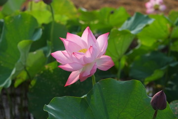 Lotus flower and Lotus flower plants