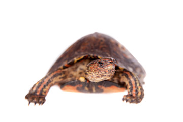 The Painted wood turtle on white