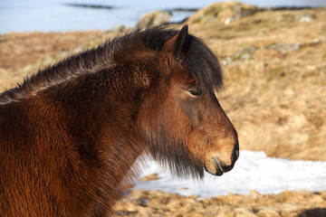 Brown icelandic pony on a meadow