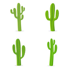 Fototapeta premium Cactus