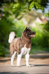 American akita dog 