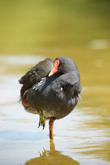 Mallard, Anas platyrhynchos