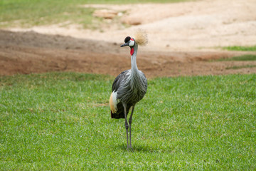 Obraz na płótnie Canvas Grey crowned crane