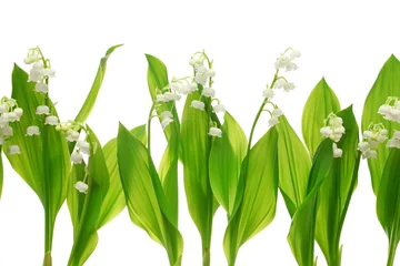 Wall murals Lily of the valley lily of the valley on white background