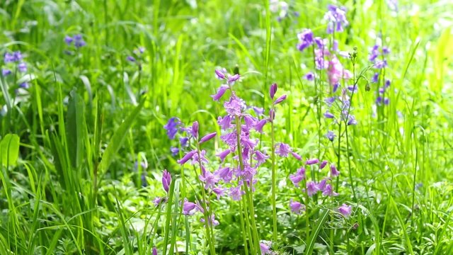 Beautiful Spring bluebell forest, HD footage.