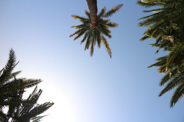 Palmen am Himmel