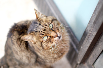 A cat out of the door