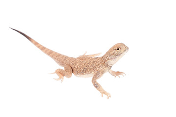 Secret Toad-Headed Agama on white