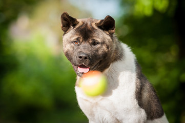Portrait of american akita dog looking at falling ball