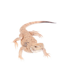 Secret Toad-Headed Agama on white