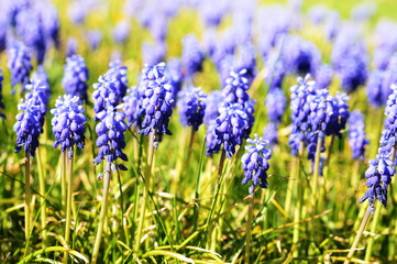 Muscari flowers