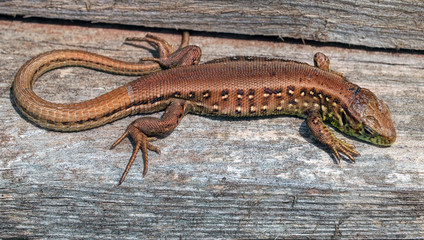 Reptil
