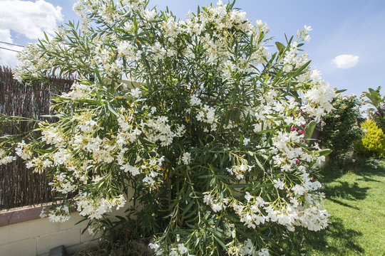 Flowering adelfas in a garden