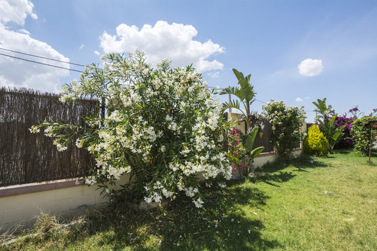 Flowering adelfas in a garden
