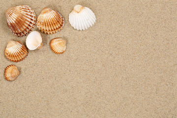 Fototapeta na wymiar Strand Sand Szene im Urlaub Sommer mit Muscheln und Textfreiraum