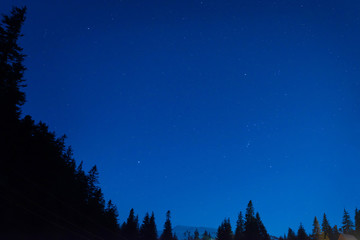 Naklejka premium Forest under blue dark night sky