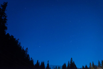 Forest under blue dark night sky