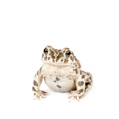 The Egyptian green toad on white