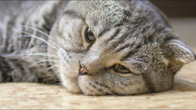 Scottish Fold cat is sick and sad on the floor.