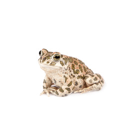 The Egyptian green toad on white