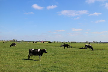 Kühe auf Weide in Holland / Friesland