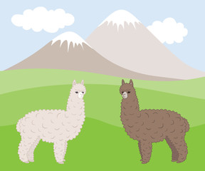 Two cute furry differently colored alpacas on a mountain meadow.