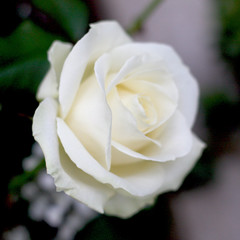 White petals