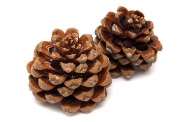 Stone pine, Pinus Pinea