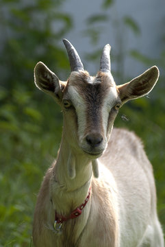 koza