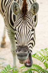 Naklejka premium Zebra