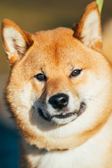 Close Up Beautiful Red Shiba Inu Puppy Dog Staying Outdoor
