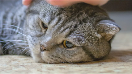 Scottish Fold cat is sick and sad on the floor.