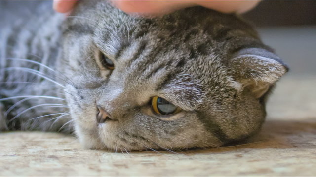 Scottish Fold cat is sick and sad on the floor.