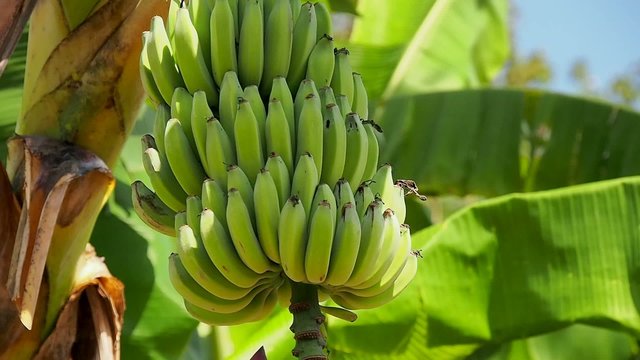 Banenen an der Staude