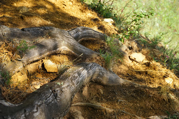 Pine roots over the ground