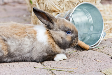Baby Kaninchen im Aussengehege