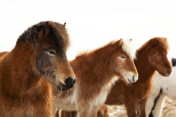Herd of Icelandic ponies