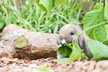 Baby Kaninchen im Aussengehege