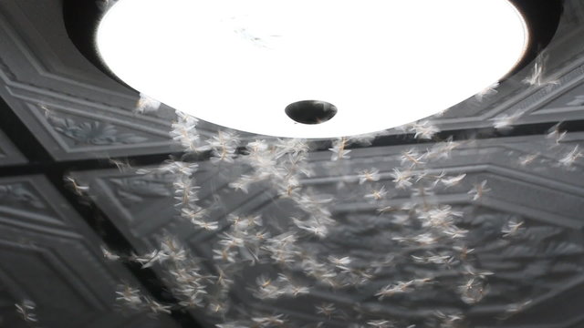 Mayflies flying around light