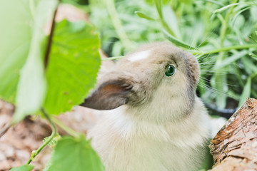 Baby Kaninchen im Aussengehege
