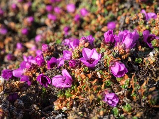 Purple Saxifraga - Spring in the Arctic © Incredible Arctic