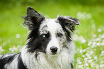 Border Collie