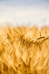 A wheat field in early summer
